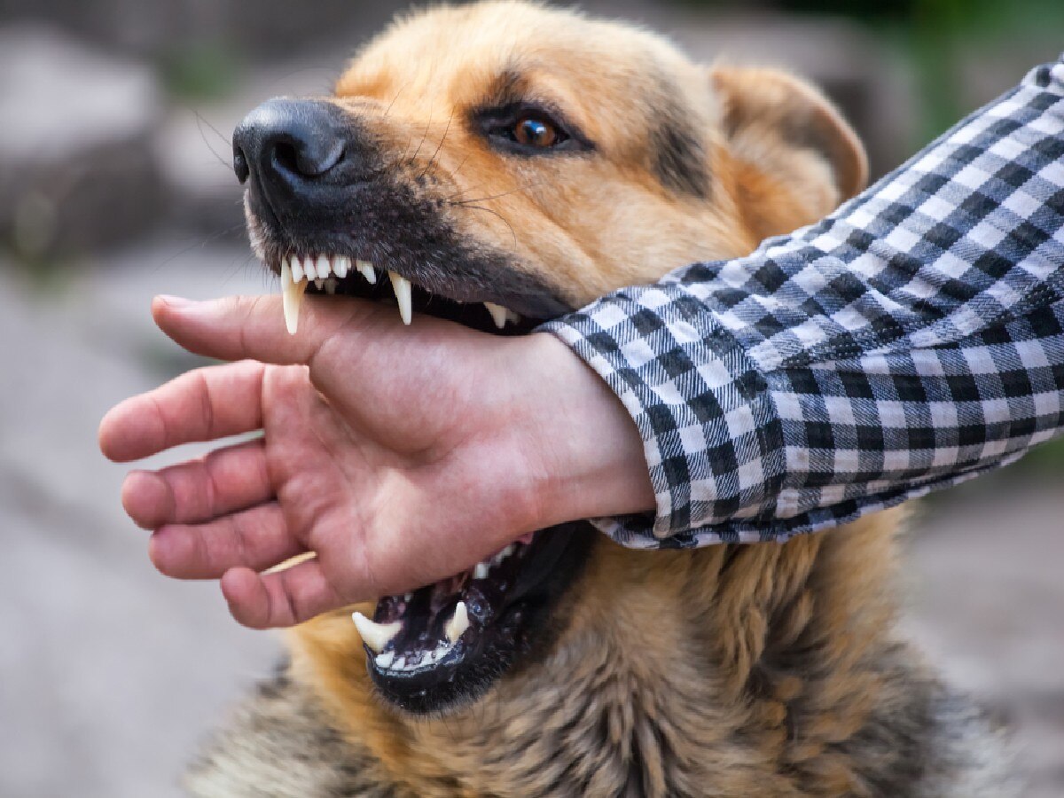 Dog Bite Compensation: काटते वक्त कुत्ते के हर दांत पर देना होगा 10 हजार मुआवजा, हाईकोर्ट का निर्देश