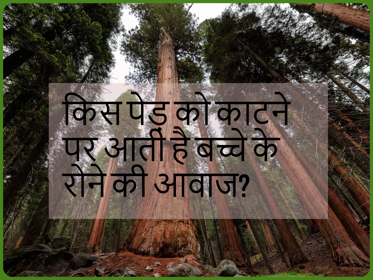 GK Quizz: ऐसा कौन सा पेड़ है, जिसको काटने पर बच्चे के रोने की आवाज आती है? GK Quizz: ऐसा कौन सा पेड़ है, जिसको काटने पर बच्चे के रोने की आवाज आती है?