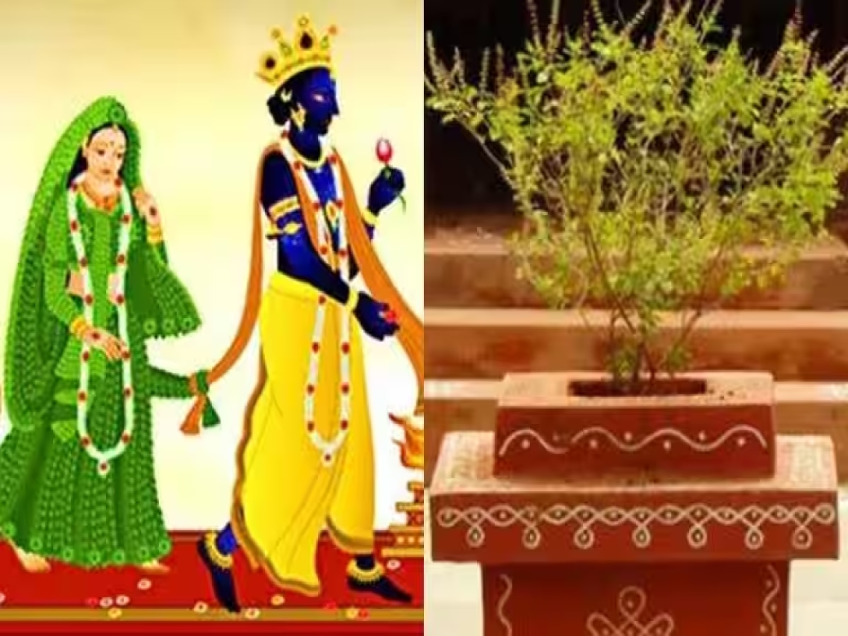 Tulsi Vivah 2023: कौन हैं तुलसी जिससे भगवान विष्णु ने रचाई दूसरी शादी, कैसे शालीग्राम बने श्रीहरि, जानें पूरी कहानी 