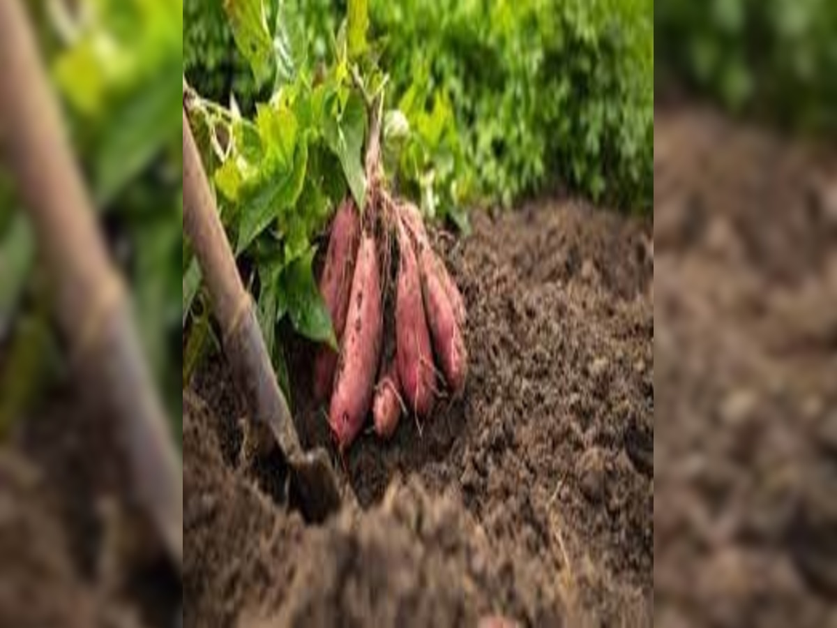 Sweet potato health beenfits sweet potato for cancer and stomach