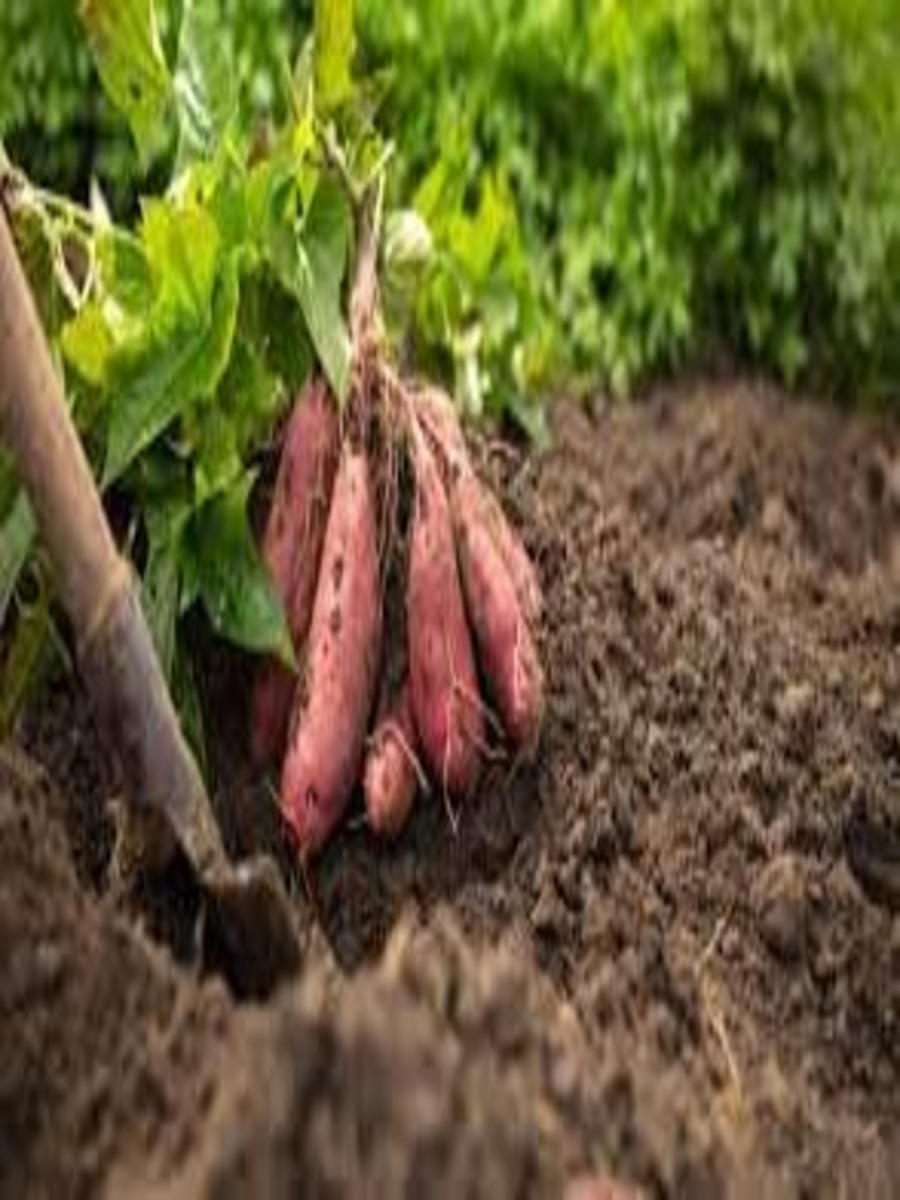 Sweet potato health beenfits sweet potato for cancer and stomach