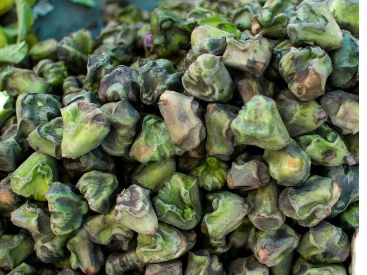 There are 4 benefits of water chestnut fruit in winter Water Chestnut