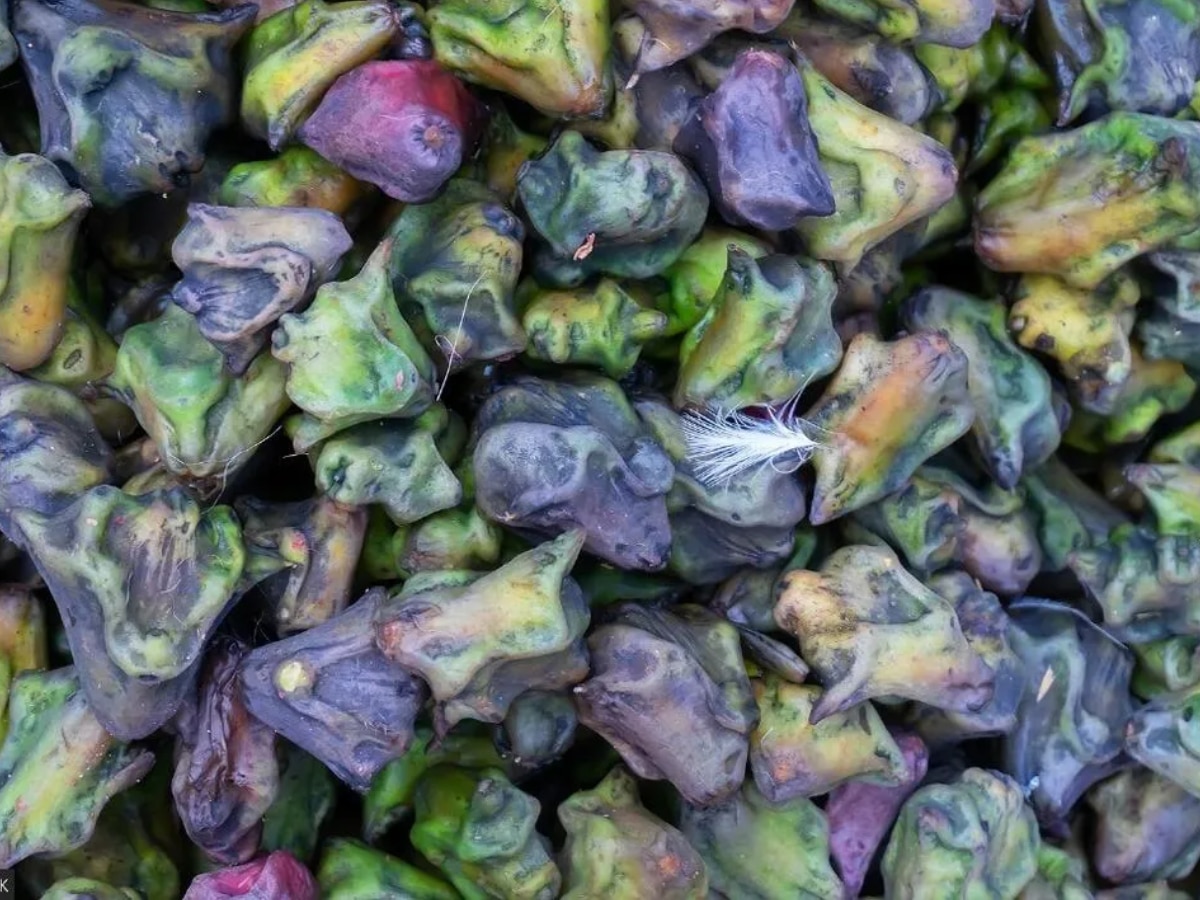 There are 4 benefits of water chestnut fruit in winter Water Chestnut