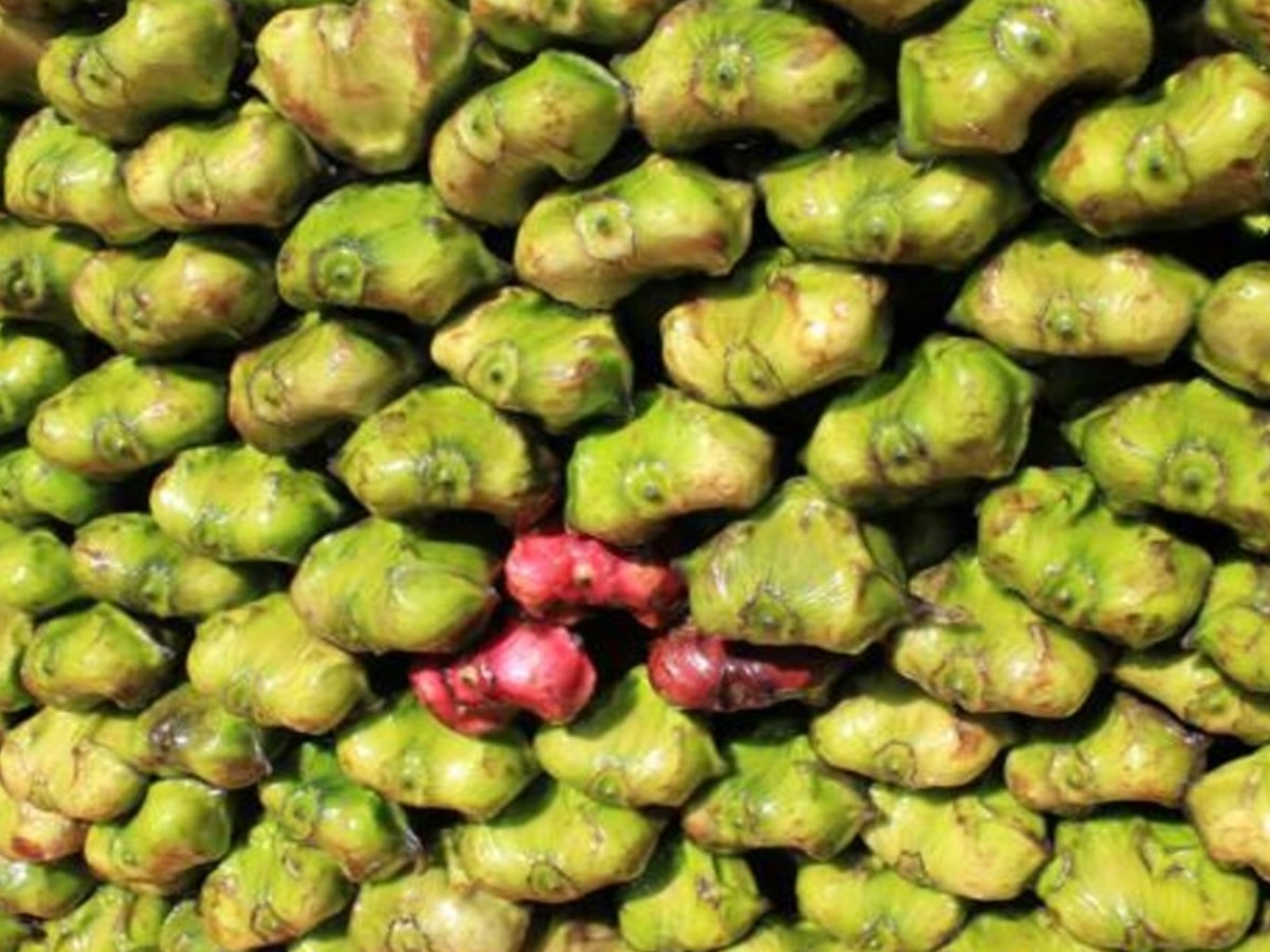 There are 4 benefits of water chestnut fruit in winter Water Chestnut