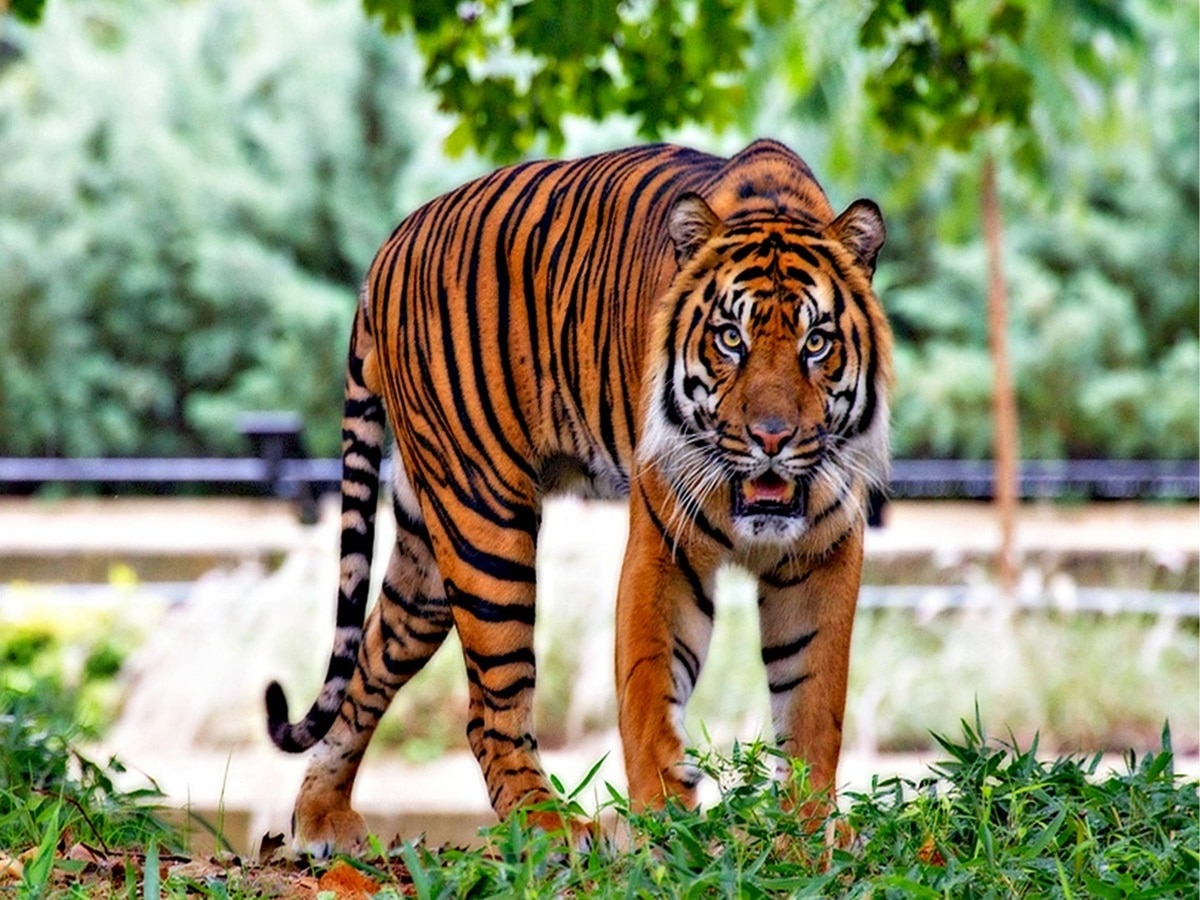 Swapna Shastra: सपने में टाइगर का दिखना शुभ या अशुभ? जानें क्या कहता है स्वप्न शास्त्र