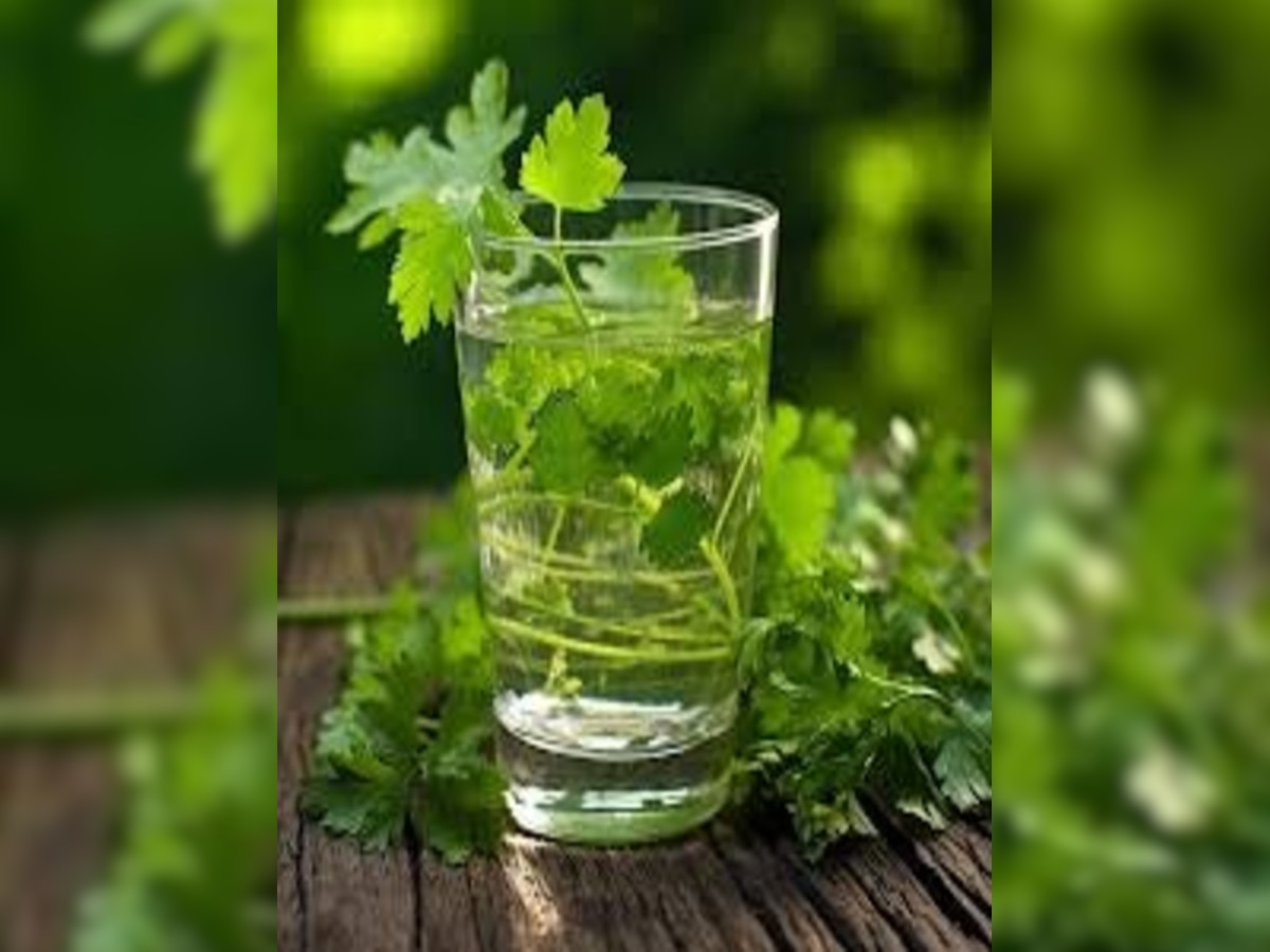 Benefits of drinking coriander water coriander for blood sugar eyesight