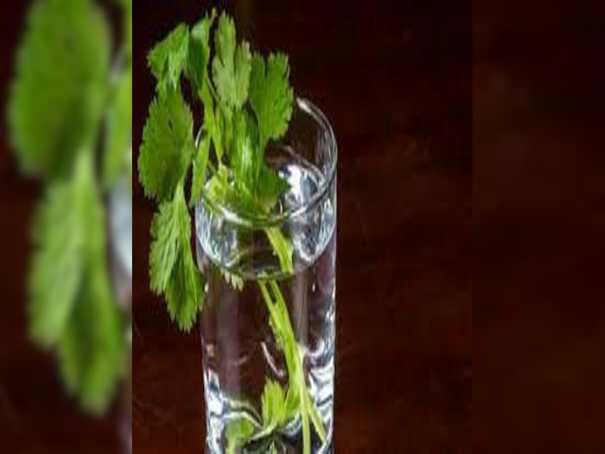 Benefits of drinking coriander water coriander for blood sugar eyesight
