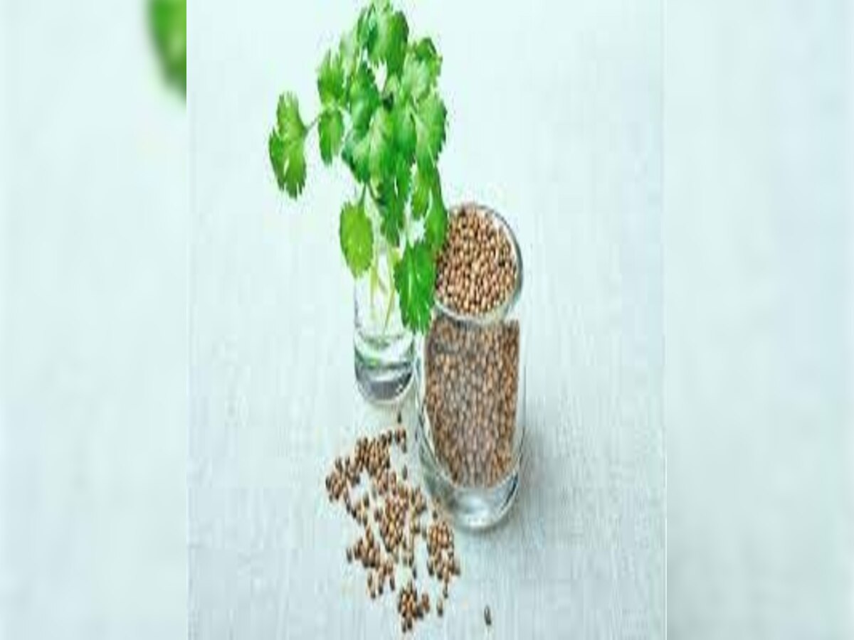 Benefits of drinking coriander water coriander for blood sugar eyesight
