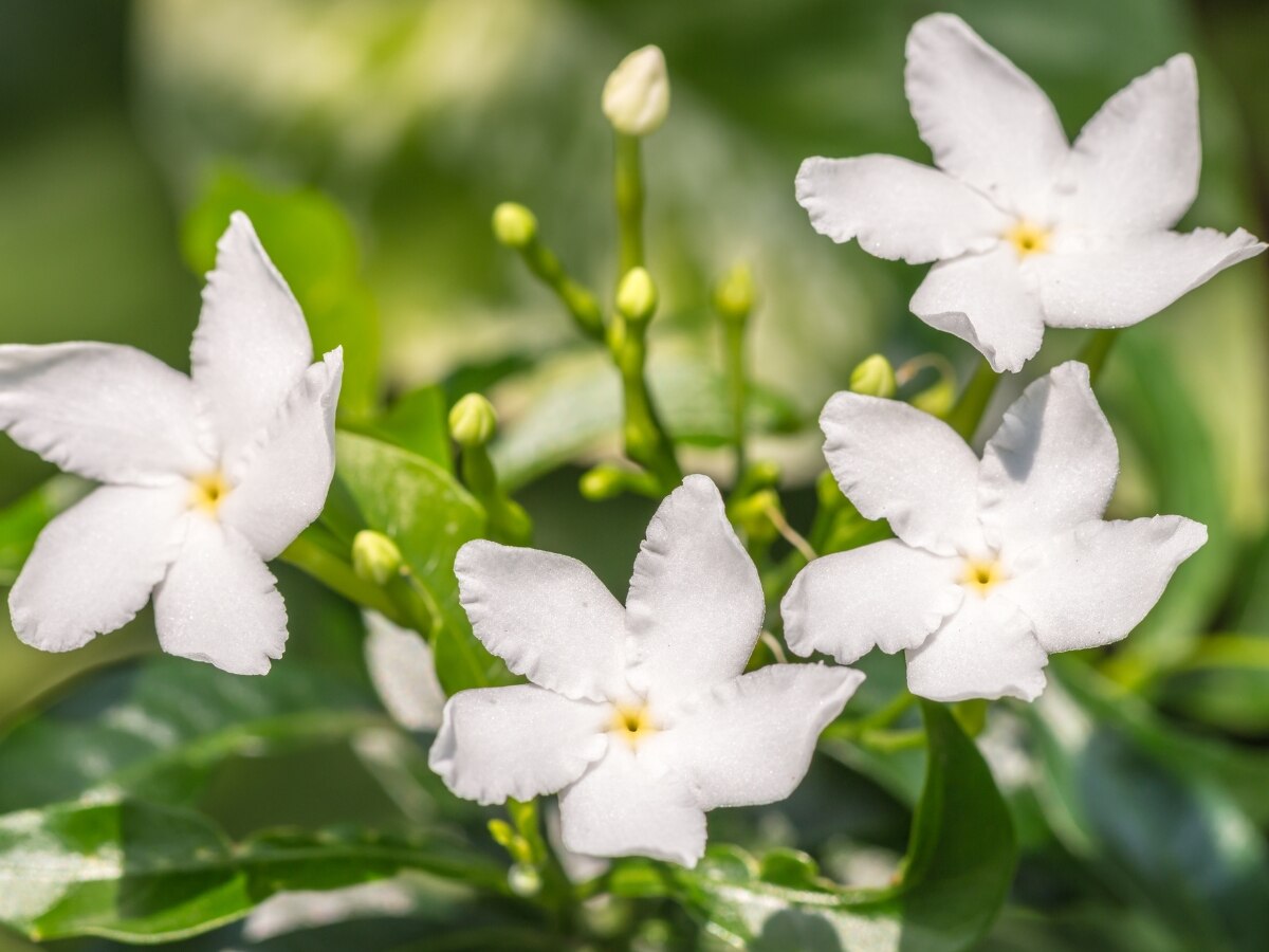 Stress Relief: आपका तनाव कम करने में मदद करेगा ये सफेद रंग का फूल, अपने घर में जरूर लगाएं इसका पौधा