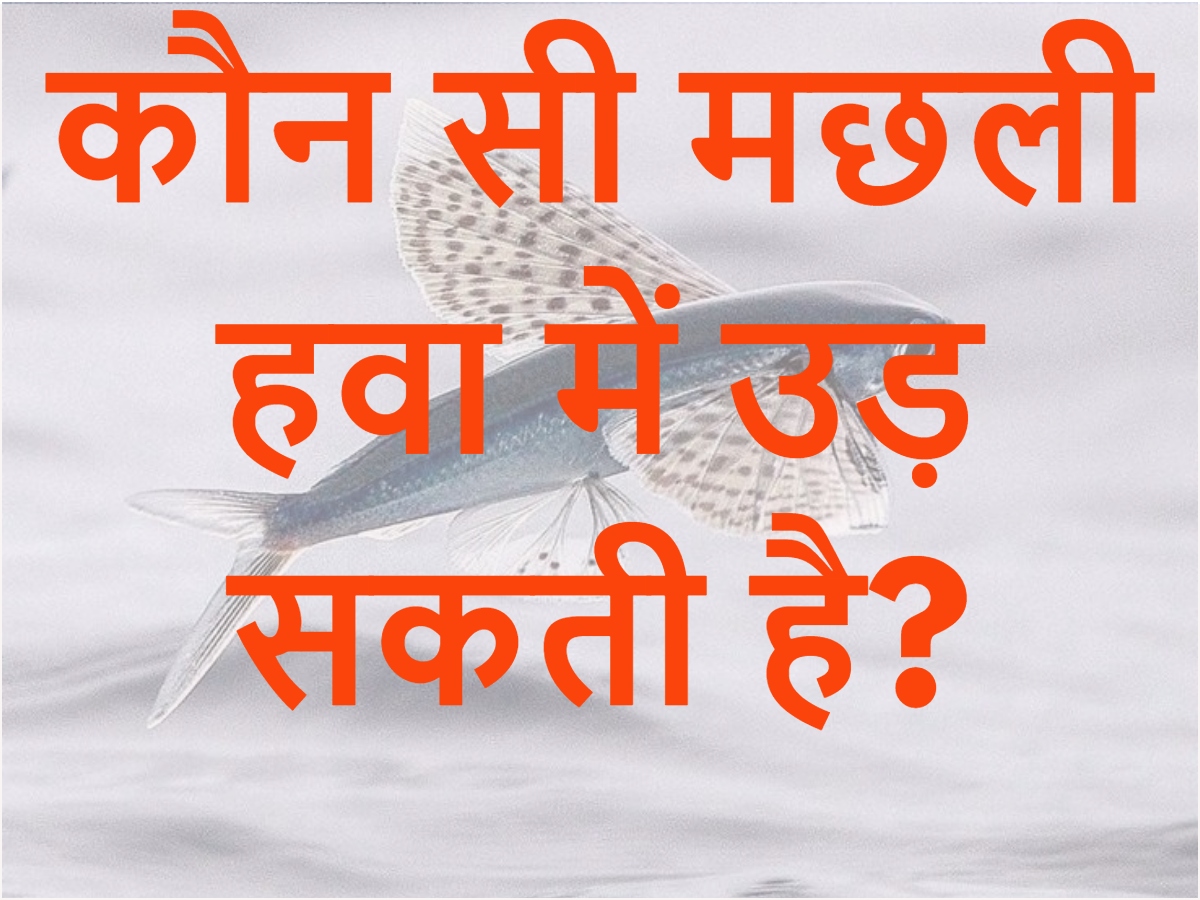 GK Quiz Trending Which Fish Can Fly In The Air Quiz GK Quiz Trending Which Fish Can Fly In The Air Quiz