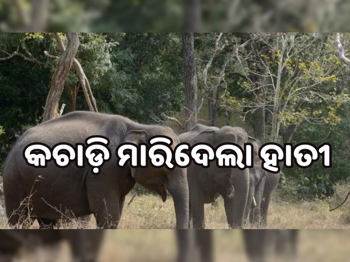 Elephant Attack: ଯୁବକଙ୍କୁ ବାଇକରୁ ଟାଣି କଚାଡ଼ି ମାରିଦେଲା ଦନ୍ତା ହାତୀ, ଦେଖନ୍ତୁ ଏହି ଭିଡିଓ..