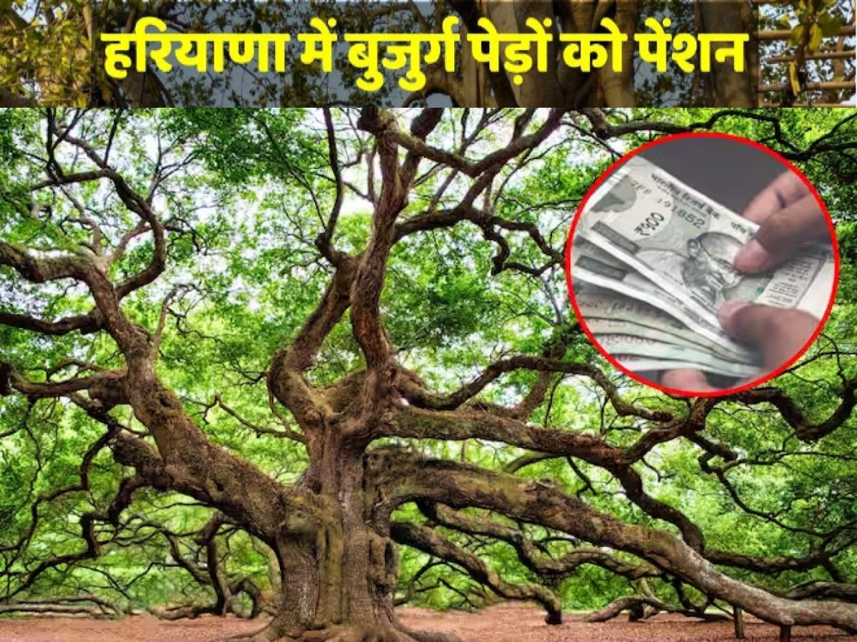 Haryana News: पेड़ों के पेंशन देने वाला पहला राज्य बना हरियाणा, 120 पुराने पेड़ों को मिले इतने रुपये