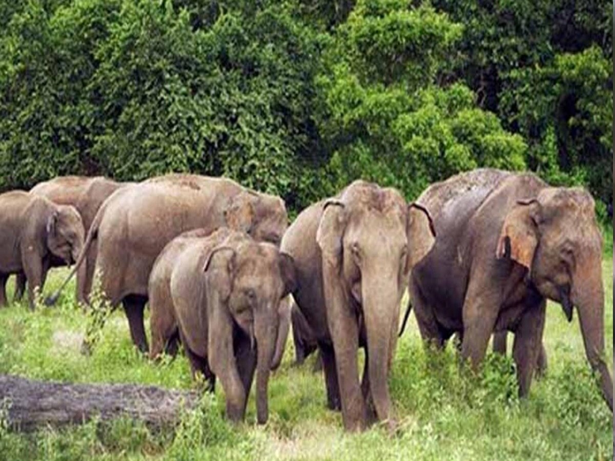 Jharkhand News: गिरिडीह में तबाही मचा रहा 42 हाथियों का झुंड, दादा-पोती को कुचलकर मार डाला