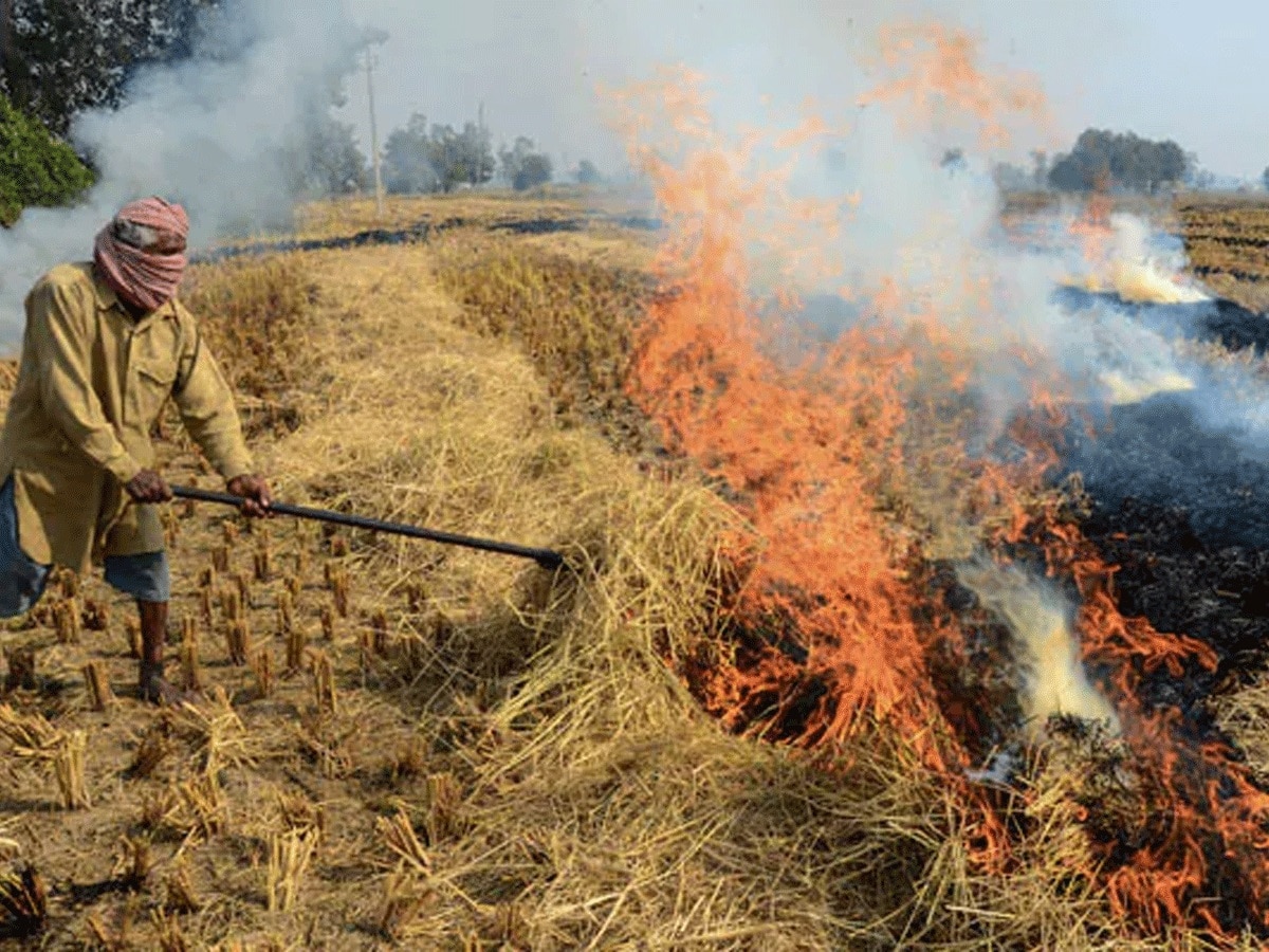 Delhi Pollution: पराली जलाने वालों पर SC की सख्ती, कहा- ऐसे किसानों की फसल MSP पर न खरीदे सरकार