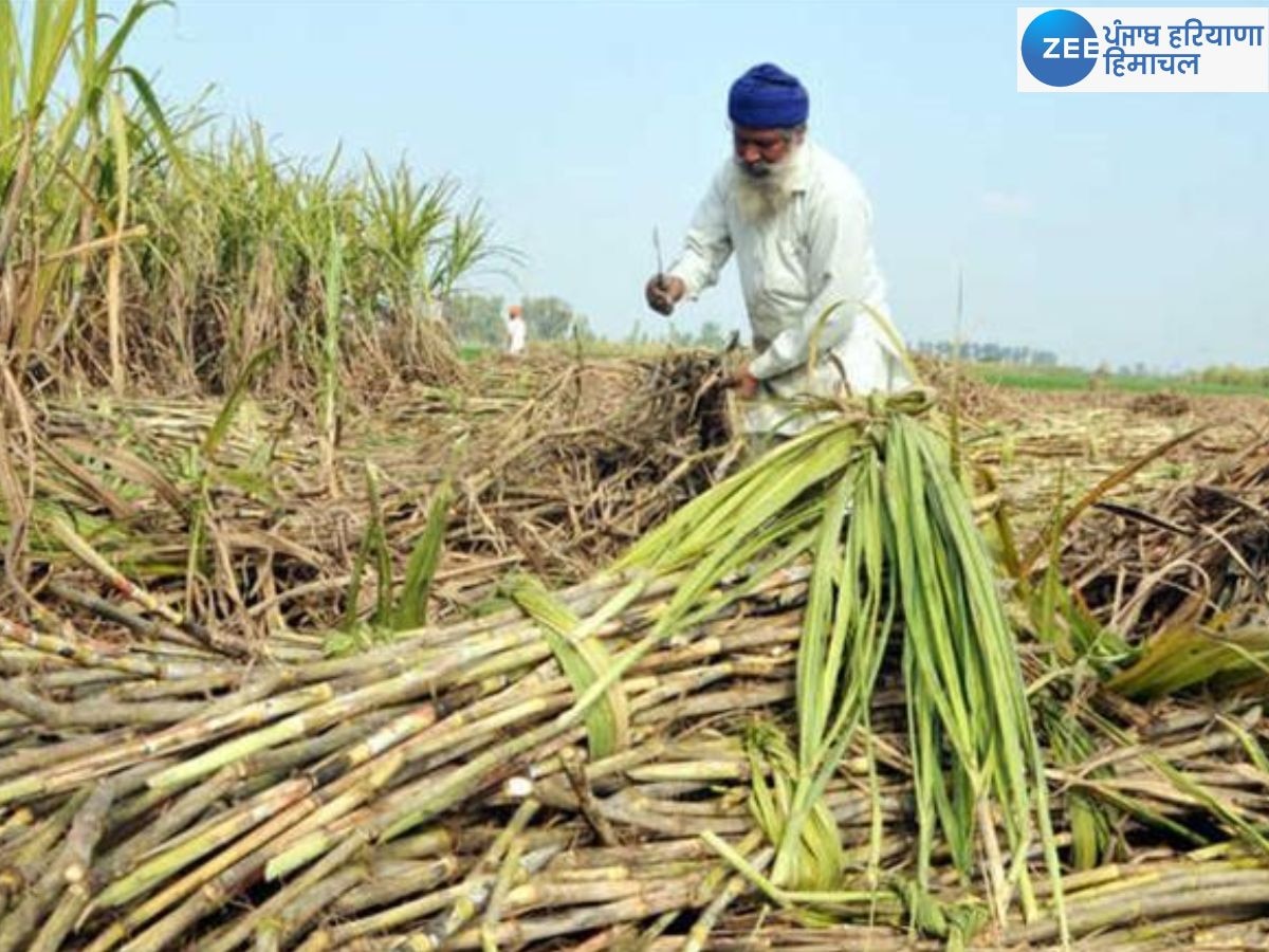 Sugarcane Price News: ਗੰਨੇ ਭਾਅ ਨੂੰ ਲੈ ਕੇ ਕਾਸ਼ਤਕਾਰ ਸੰਘਰਸ਼ ਦੇ ਰਾਹ; ਜਾਣੋ ਕਦੋਂ ਕਿੰਨਾ ਵਧਿਆ ਗੰਨੇ ਦਾ ਰੇਟ