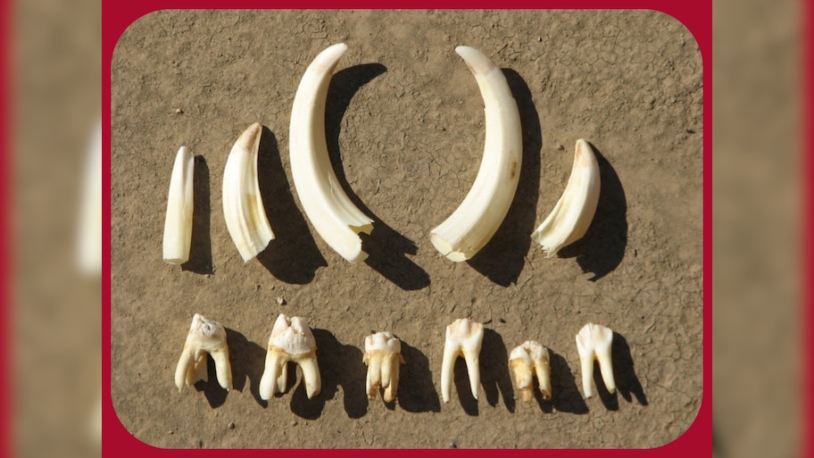 Knowledge wild boar teeth is most expensive teeth smuggled only one ...
