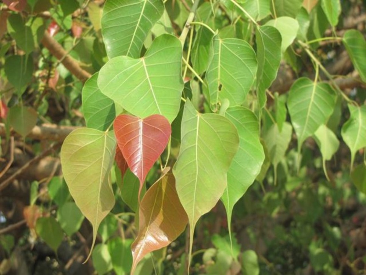 peepal leaf remedies