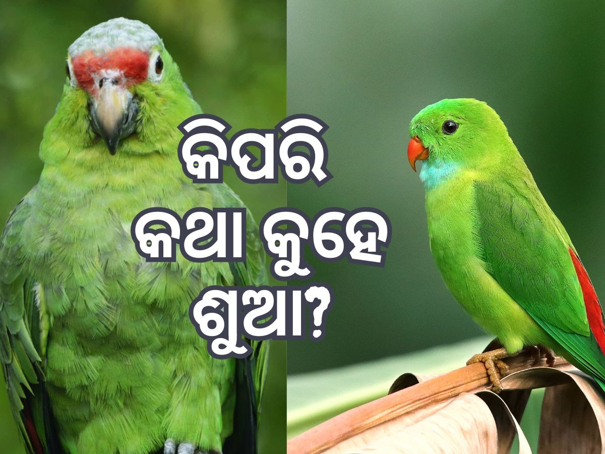 ମଣିଷ ସ୍ୱରକୁ କିପରି ଅନୁକରଣ କରେ ଶୁଆ ? ଗଳାରେ ଏପରି କଣ ଥାଏ?