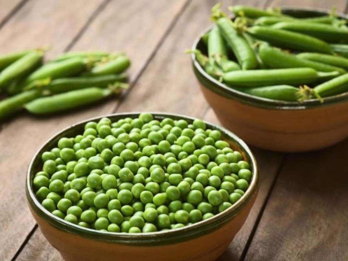 Green Peas Benefits: सर्दियों में जरूर खाएं हरी मटर, शरीर को मिलते हैं अनगिनत फायदे