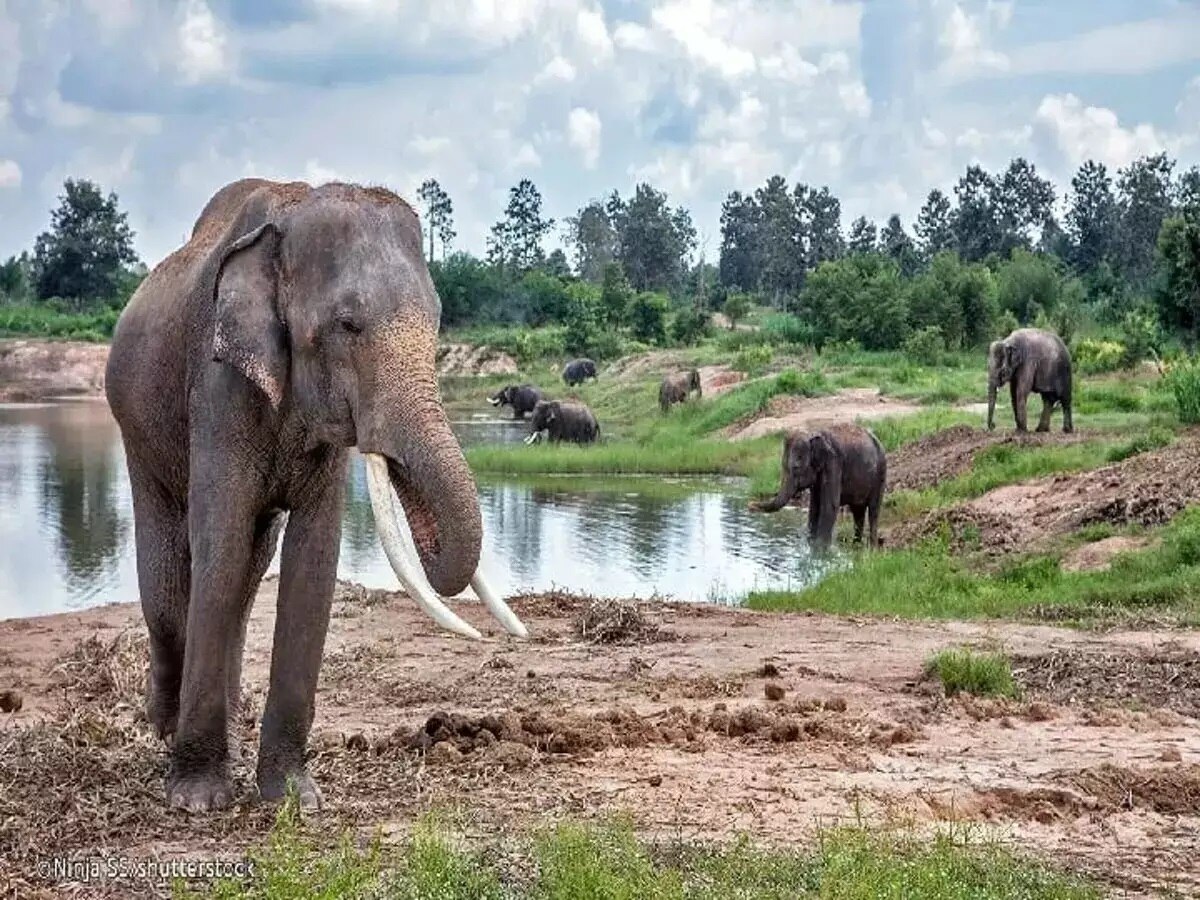 Jharkhand News: झारखंड में संकट में हैं गजराज, एक महीने में करंट लगने से आठ हाथियों की मौत