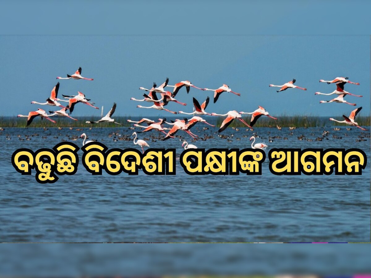 Odisha News: ଏବେଠୁ କିଚିରି ମିଚିରି  ଶଦ୍ଦରେ ଫାଟିଲାଣି ଚିଲିକା-ନଳବଣ