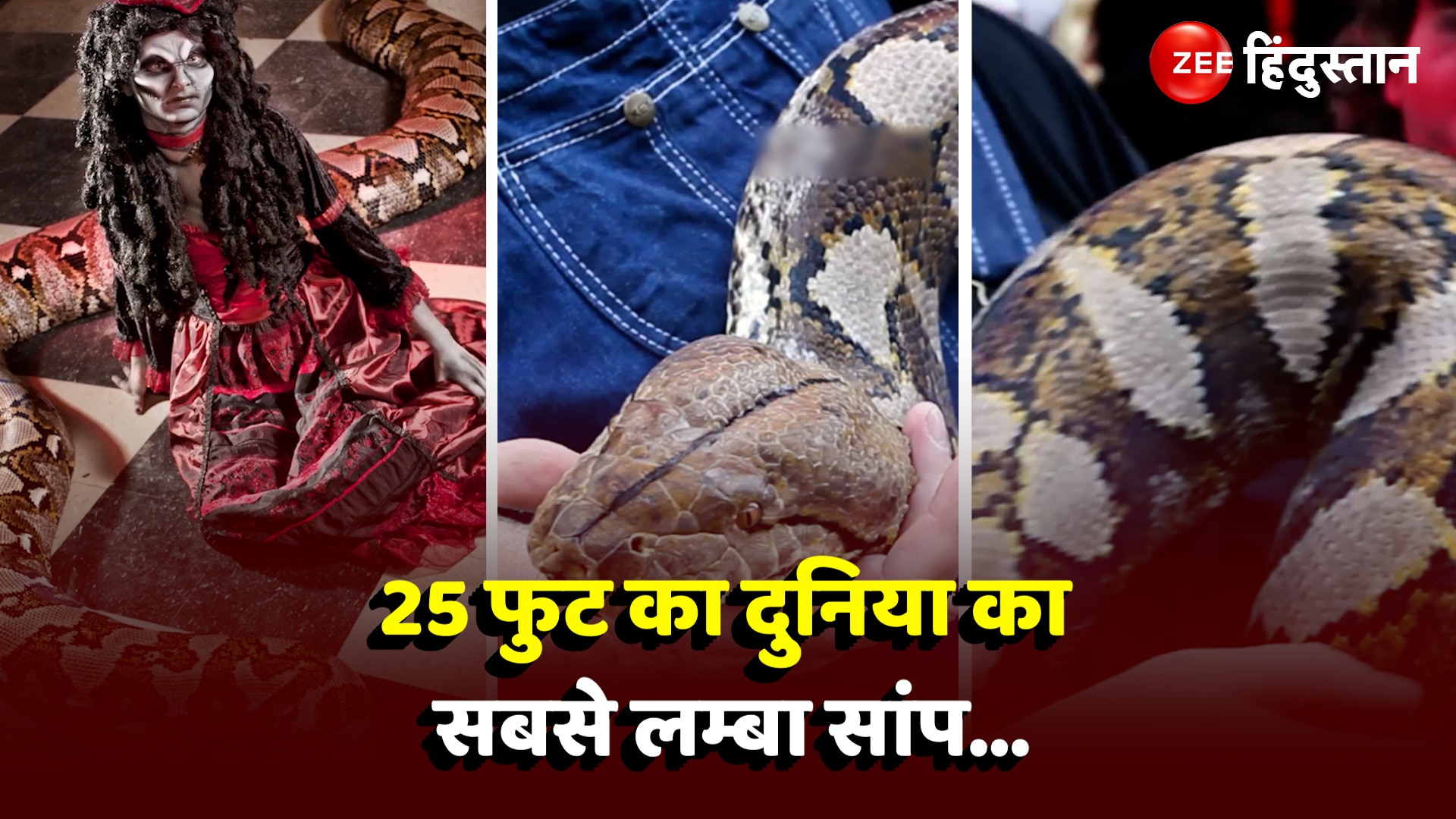 world longest snake at 25 feet name recorded in guinness book of world