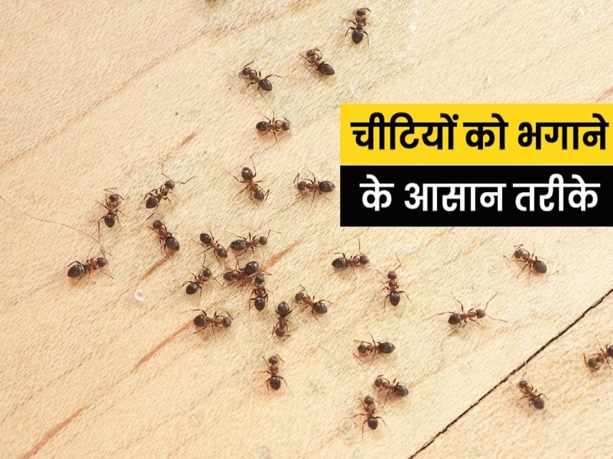 How to Get Rid of Ants: किचन के आसपास भी नहीं फटकेंगी चींटियां, आजमाकर देखें ये उपाय