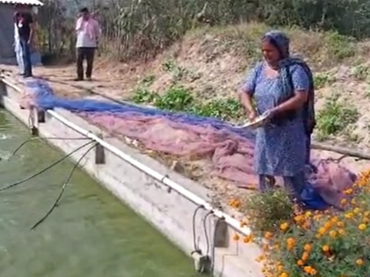 ऊना में मछली पालन की संभावनाएं आपार ,महिला ने बताया इस व्यवसाय से कैसे कामया 10 लाख रूपये!