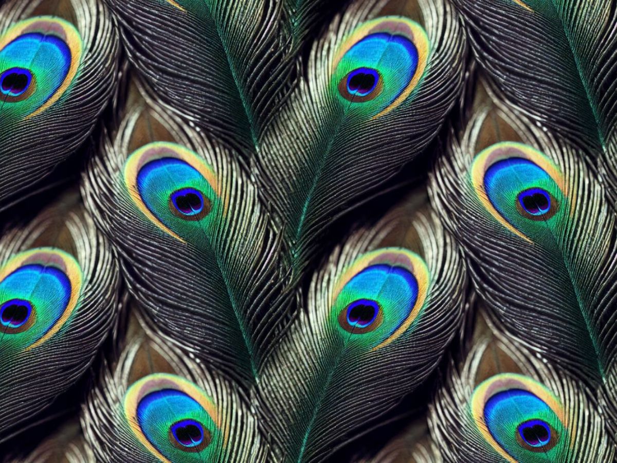 Peacock Feathers: मोर का पंख आपकी लव लाइफ के लिए साबित होगा वरदान, बस कर लें ये उपाय 