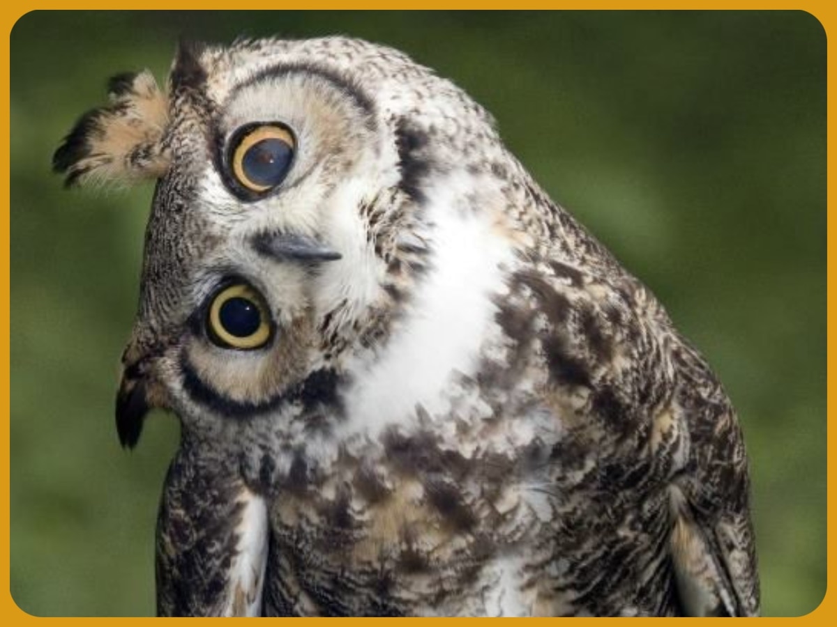 Intelligent Raptors Knowledge Interesting Facts about ullu Benefits of Owls very ...