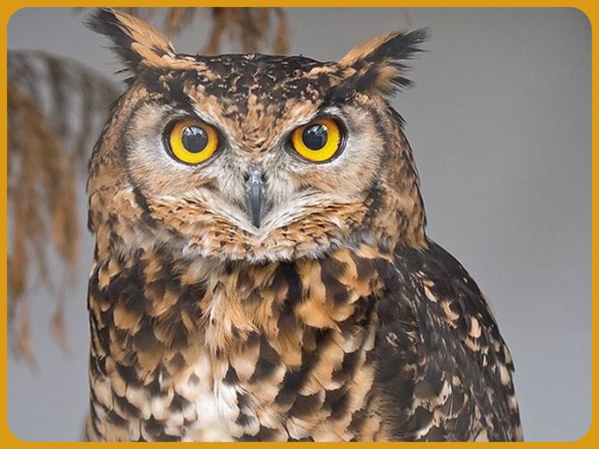 Intelligent Raptors Knowledge Interesting Facts about ullu Benefits of Owls very ...