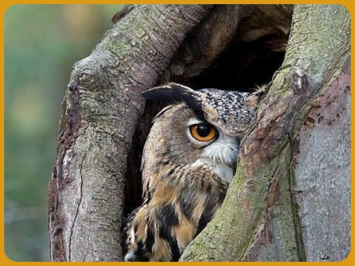 Intelligent Raptors Knowledge Interesting Facts about ullu Benefits of Owls very ...