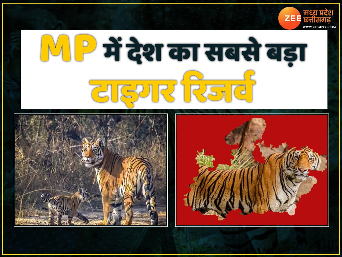 largest Tiger Reserve: मध्य प्रदेश में यहां होगा देश का सबसे बड़ा टाइगर रिजर्व, मिली मोदी सरकार की मंजूरी