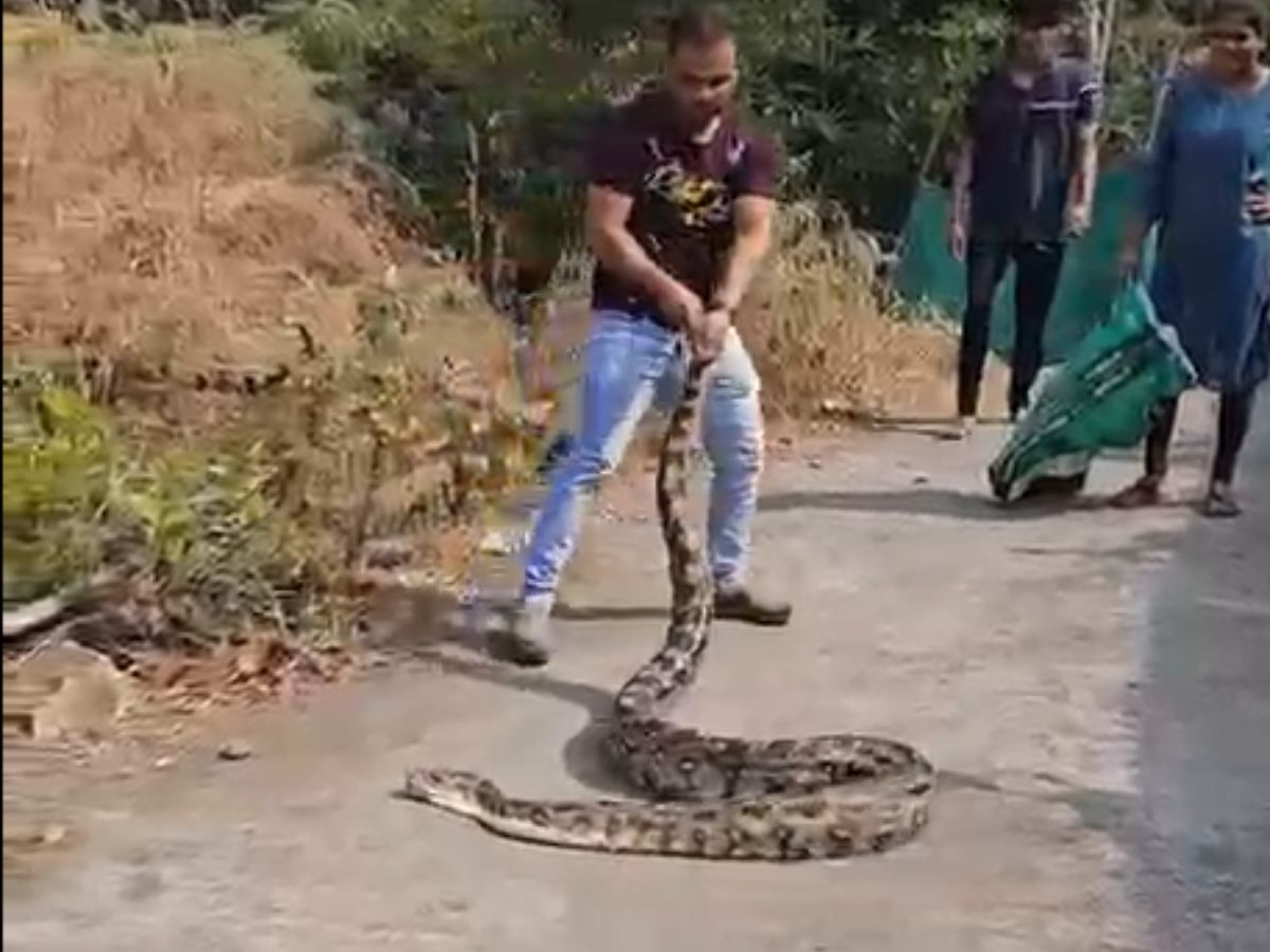Python Hunting With Dogs Snake was hunting village dogs villagers caught 11 feet long Python ...