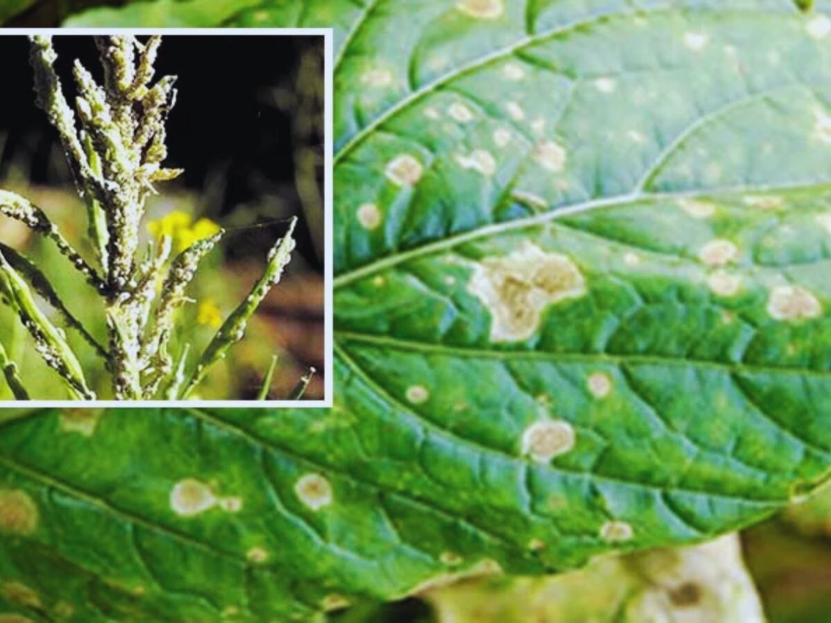 Karauli: सरसों की फसल पर इस रोग मे बढ़ाया प्रकोप, ऐसे करें बचाव