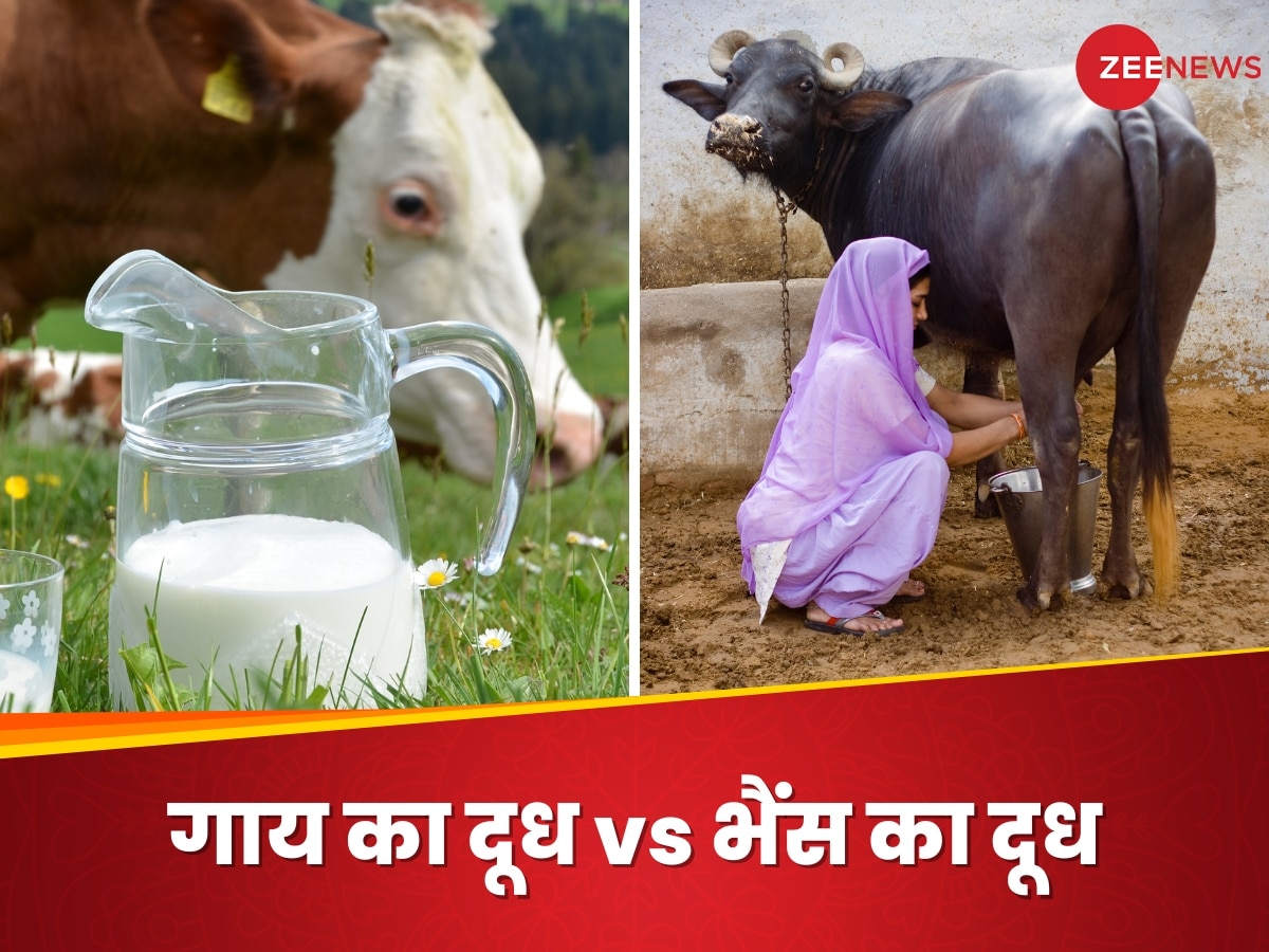गाय का दूध या भैंस का दूध, जानिए आपकी सेहत के लिए क्या है ज्यादा हेल्दी?
