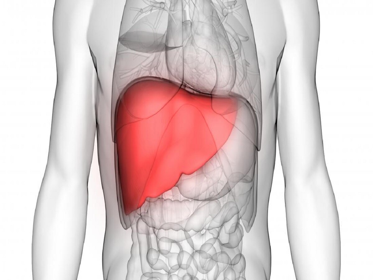 Liver Transplant: छिपकली की पूंछ की तरह मनुष्य के शरीर का बढ़ता है यह अंग