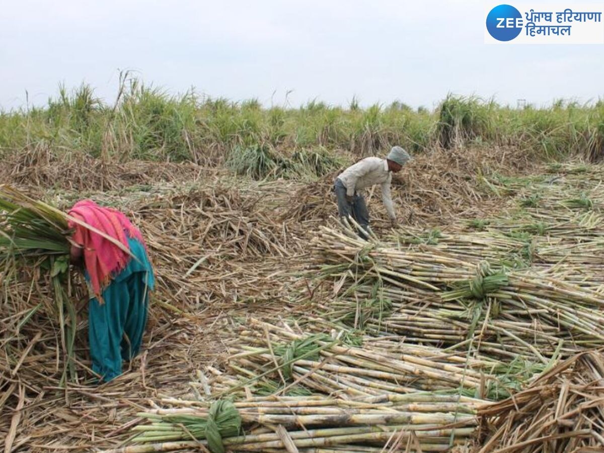 Sugarcane Price News: ਪੰਜਾਬ ਵਿਧਾਨ ਸਭਾ 'ਚ ਅੱਜ ਵਧੇ ਹੋਏ ਗੰਨੇ ਦੇ ਰੇਟ ਦਾ ਹੋ ਸਕਦੈ ਐਲਾਨ