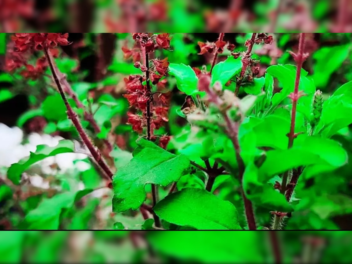 Benefits of Tulsi: पाचन सुधार से लेकर खाली पेट के लिए तुलसी के पत्ते चबाने से होंगे ये 5 फायदे