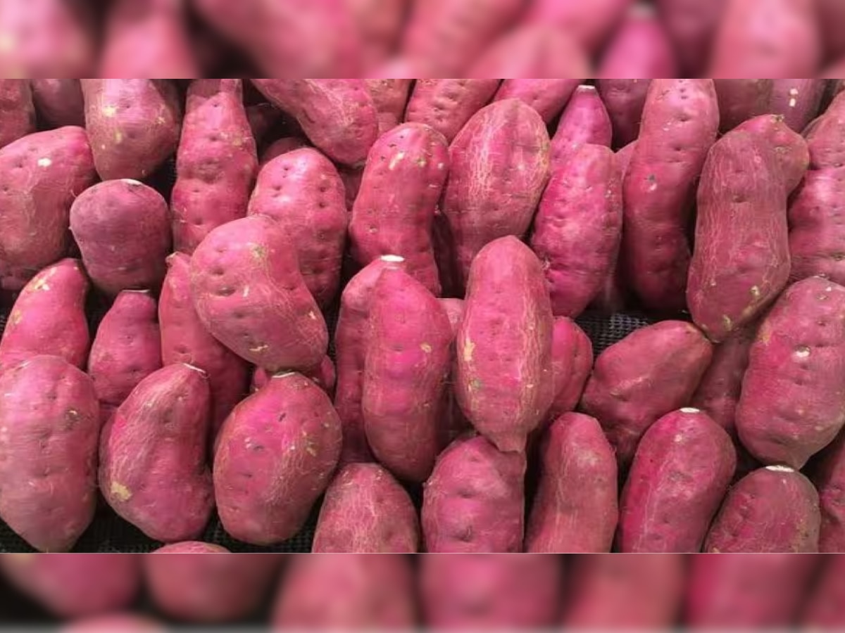 Sweet Potatoes With Milk: सर्दियों में शकरकंद खाने के क्या है फायदे? शरीर को मिलेंगे ये 7 फायदे