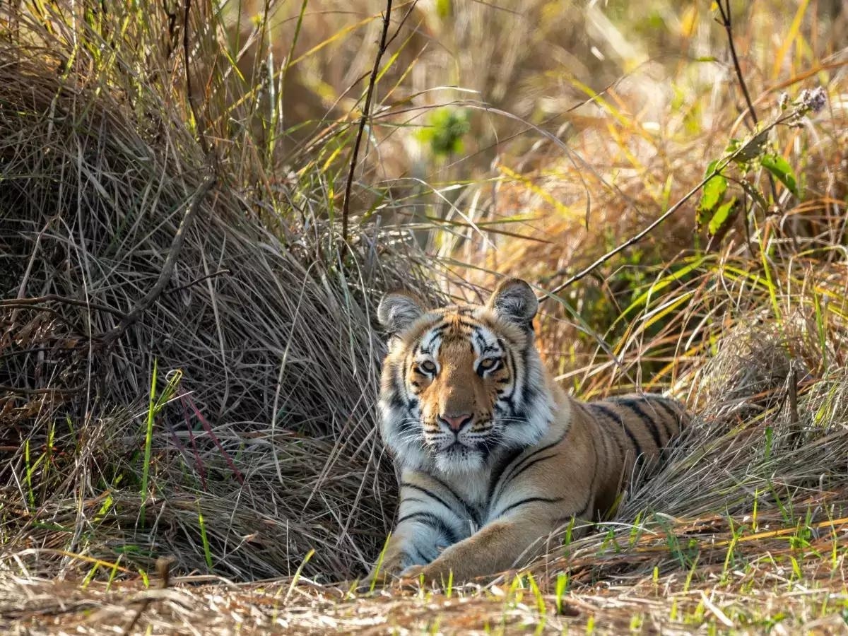 दुधवा नेशनल पार्क, उत्तर प्रदेश