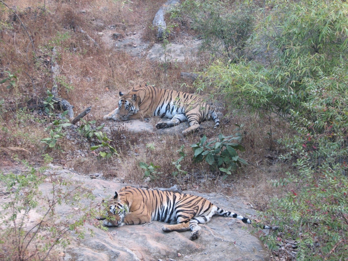 बांधवगढ़ नेशनल पार्क, मध्य प्रदेश