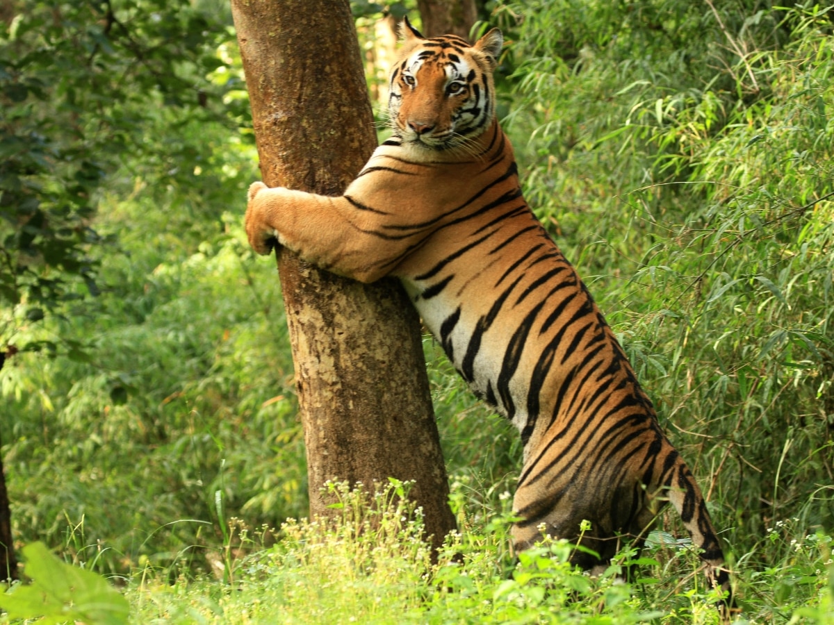 कनाहा नेशनल पार्क, मध्य प्रदेश