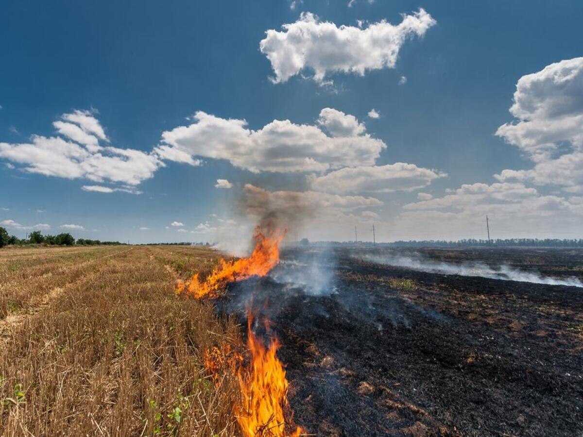 Stubble Burning: ନଡ଼ା ଜାଳିବା ଦ୍ୱାରା କେତେ ମାତ୍ରାରେ ହେଉଛି ପ୍ରଦୂଷଣ? 