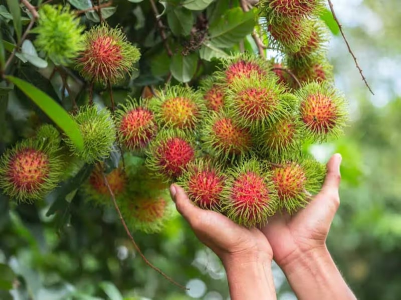7 health benefits of eating rambutan fruits | इस अजीबोगरीब फल में छिपा ...