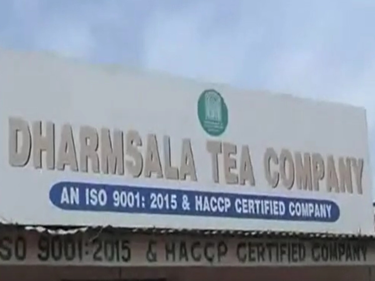 हिमाचल के कांगड़ा में इस बार बढ़ा चाय का उत्पादन, लेकिन खरीददारों में दिखीं कमी