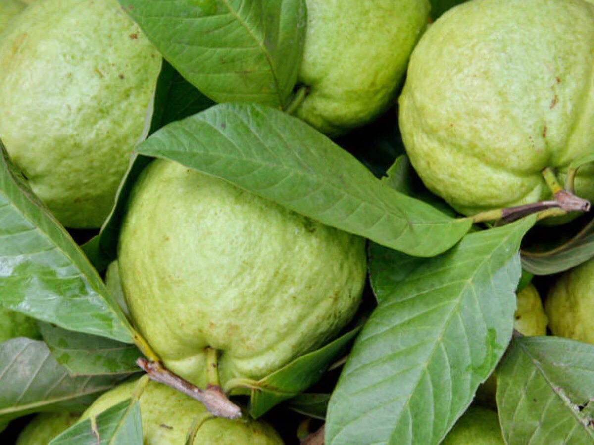 Guava Side Effects: सावधान! फायदे के साथ-साथ नुकसानदायक भी अमरूद