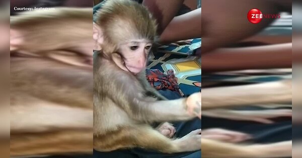 Cute monkey applied mehendi on her hands people said wedding da season ...