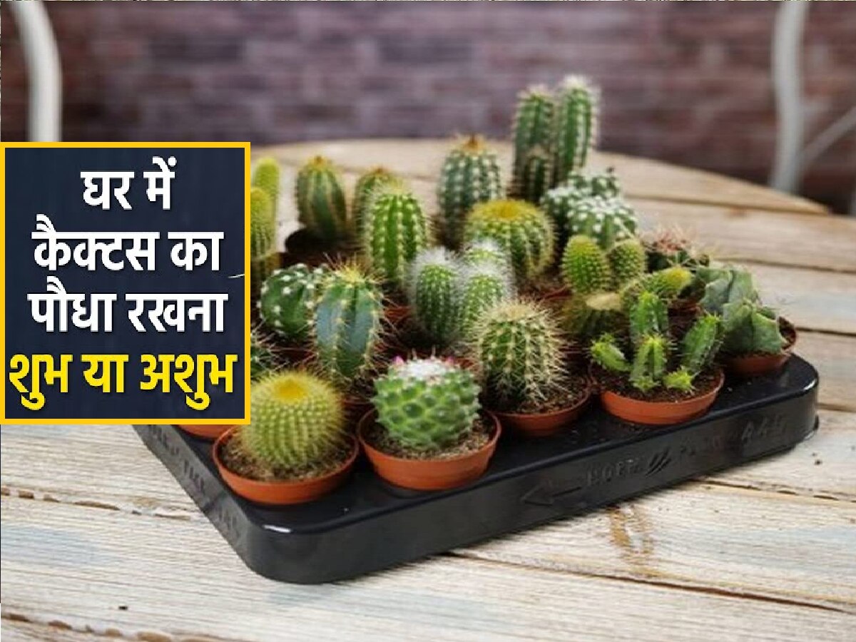 vastu tips keeping cactus plant home otherwise it unlucky or not its brings negativity Vastu