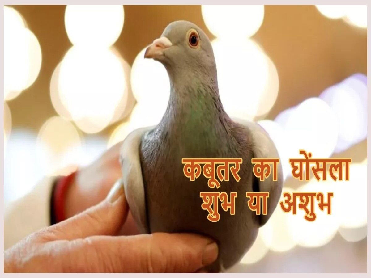 Vastu tips for pigeon nest what is the indication of pegion nest in ...